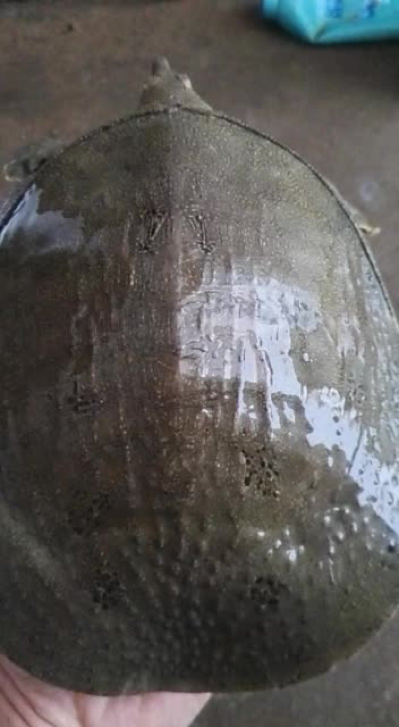 中华鳖，黄河鳖及各种鳖