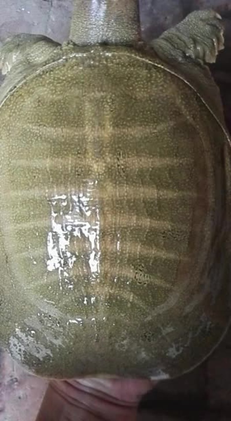 中华鳖，黄河鳖及各种鳖