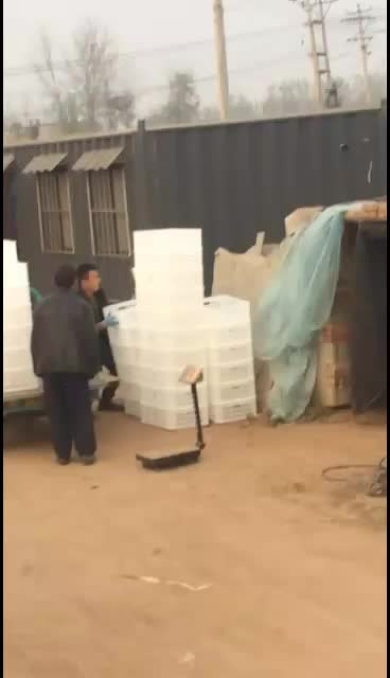 鲜平菇大量上市，通货中叶精品都有