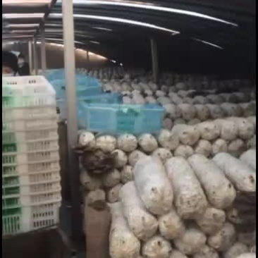 鲜平菇大量上市，通货中叶精品都有