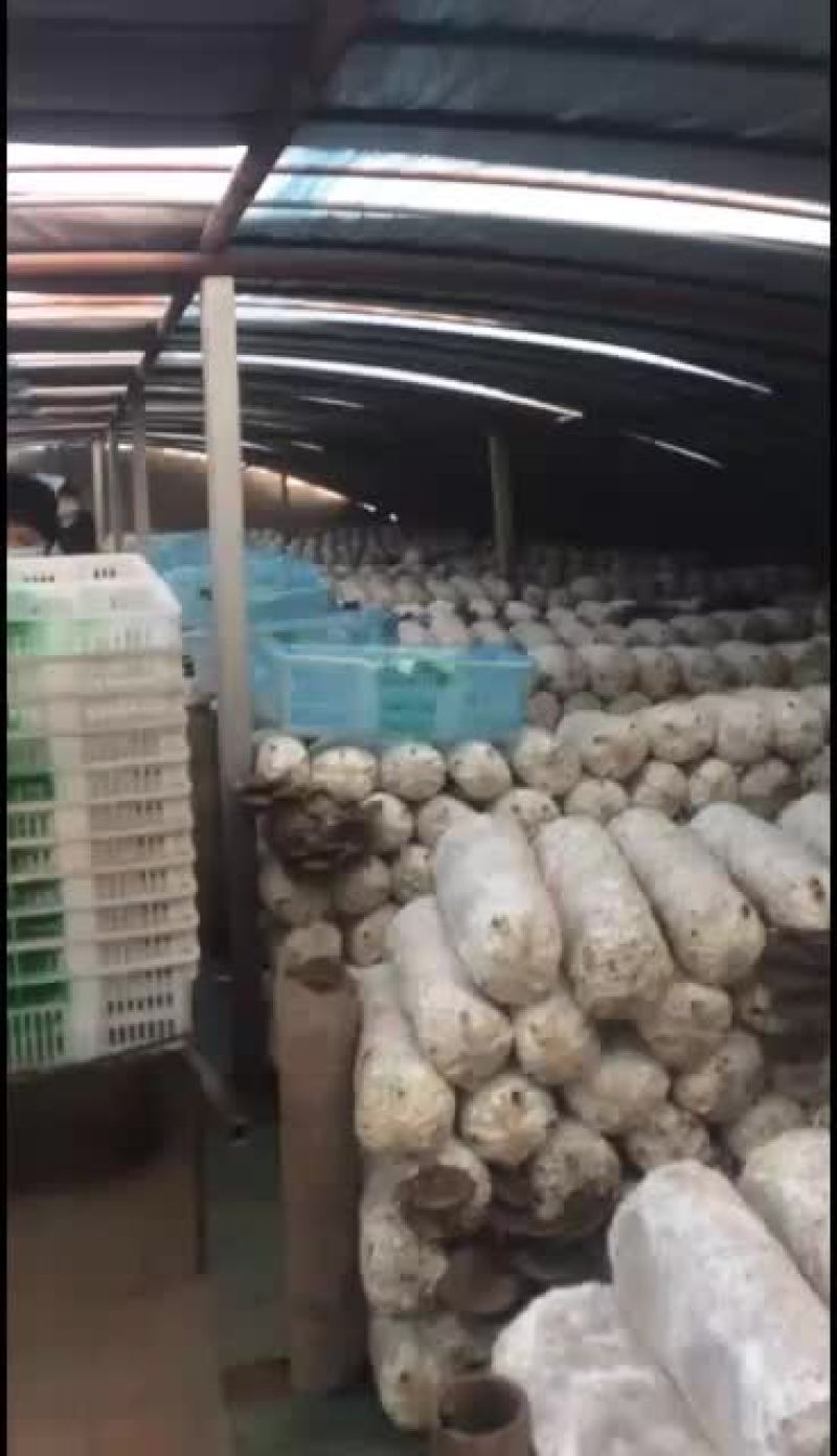 鲜平菇大量上市，通货中叶精品都有