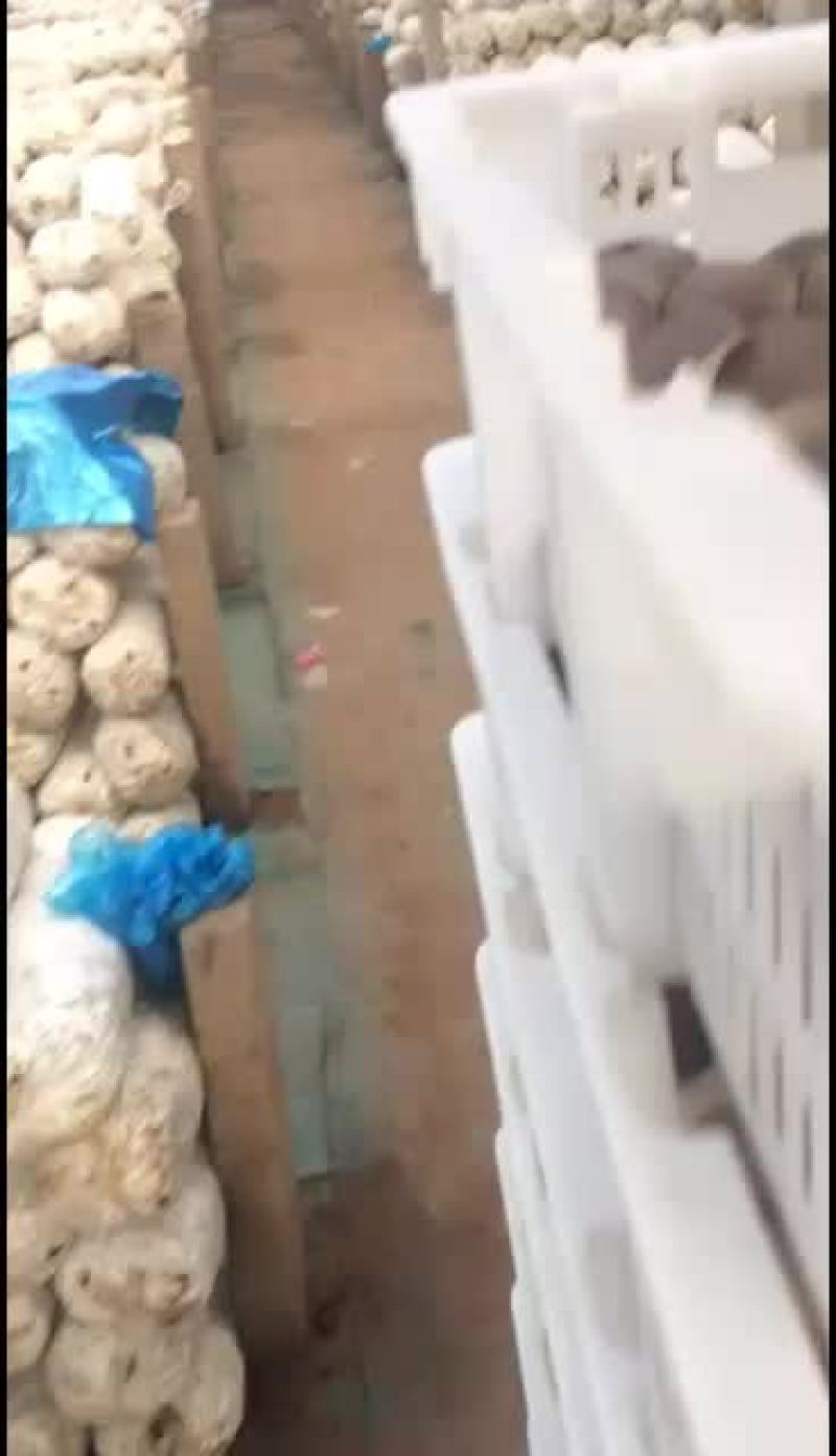 鲜平菇大量上市，通货中叶精品都有