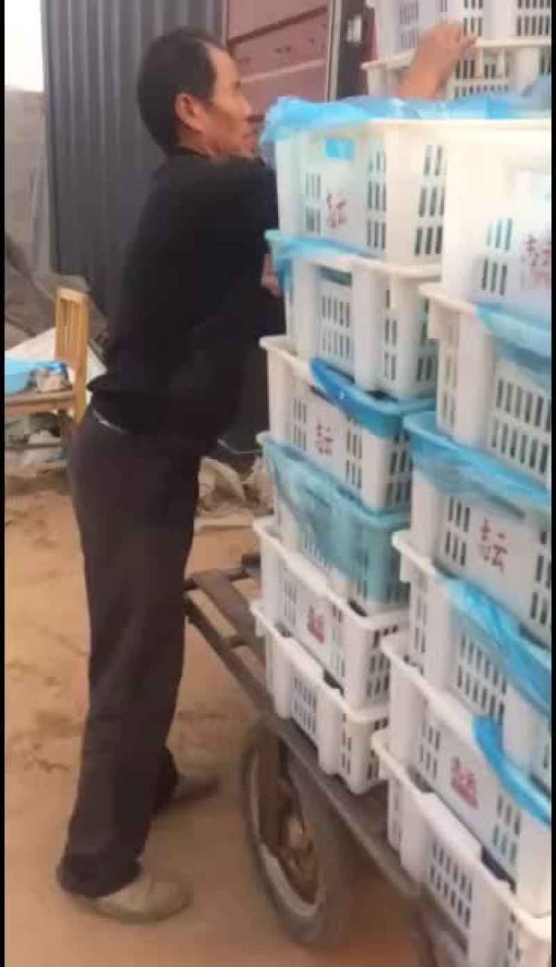 鲜平菇大量上市，通货中叶精品都有