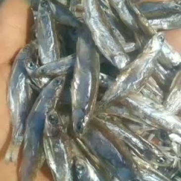 长期供应生晒无盐未开肚白条鱼干