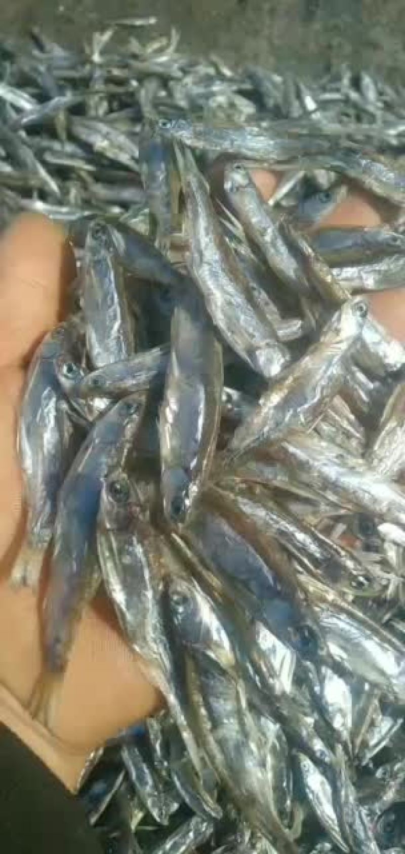 长期供应生晒无盐未开肚白条鱼干