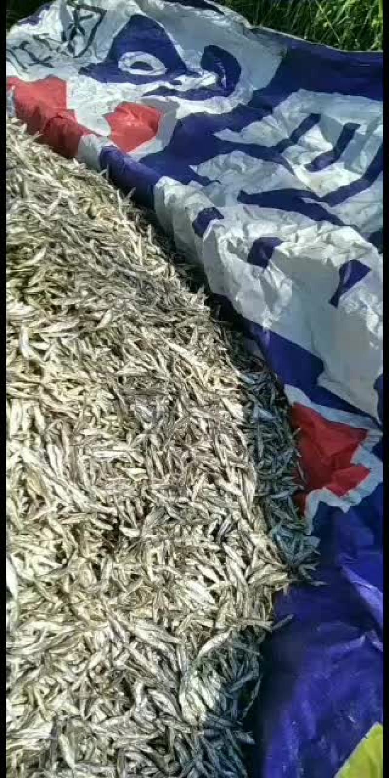 长期供应生晒无盐未开肚白条鱼干