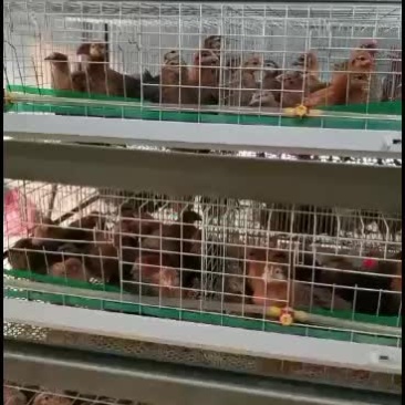 麻羽绿壳母鸡防疫齐全鸡苗健康绿壳蛋鸡散养