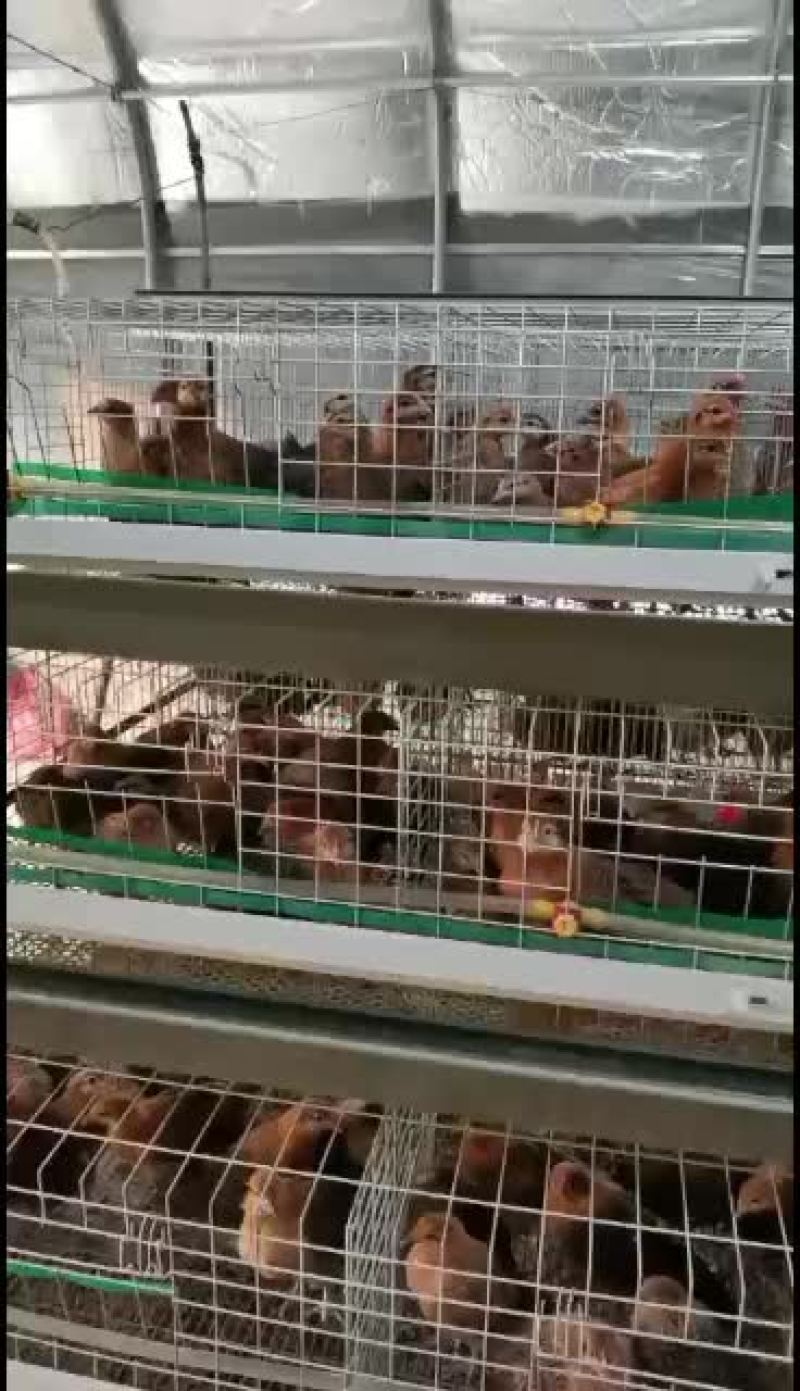 麻羽绿壳母鸡防疫齐全鸡苗健康绿壳蛋鸡散养