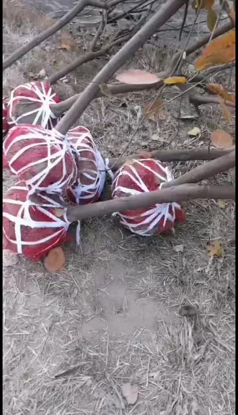 黄栌，，，，，，，，