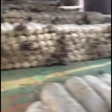 鲜平菇大量上市，通货中叶精品都有