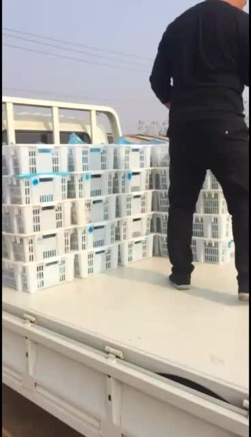 鲜平菇大量上市，通货中叶精品都有