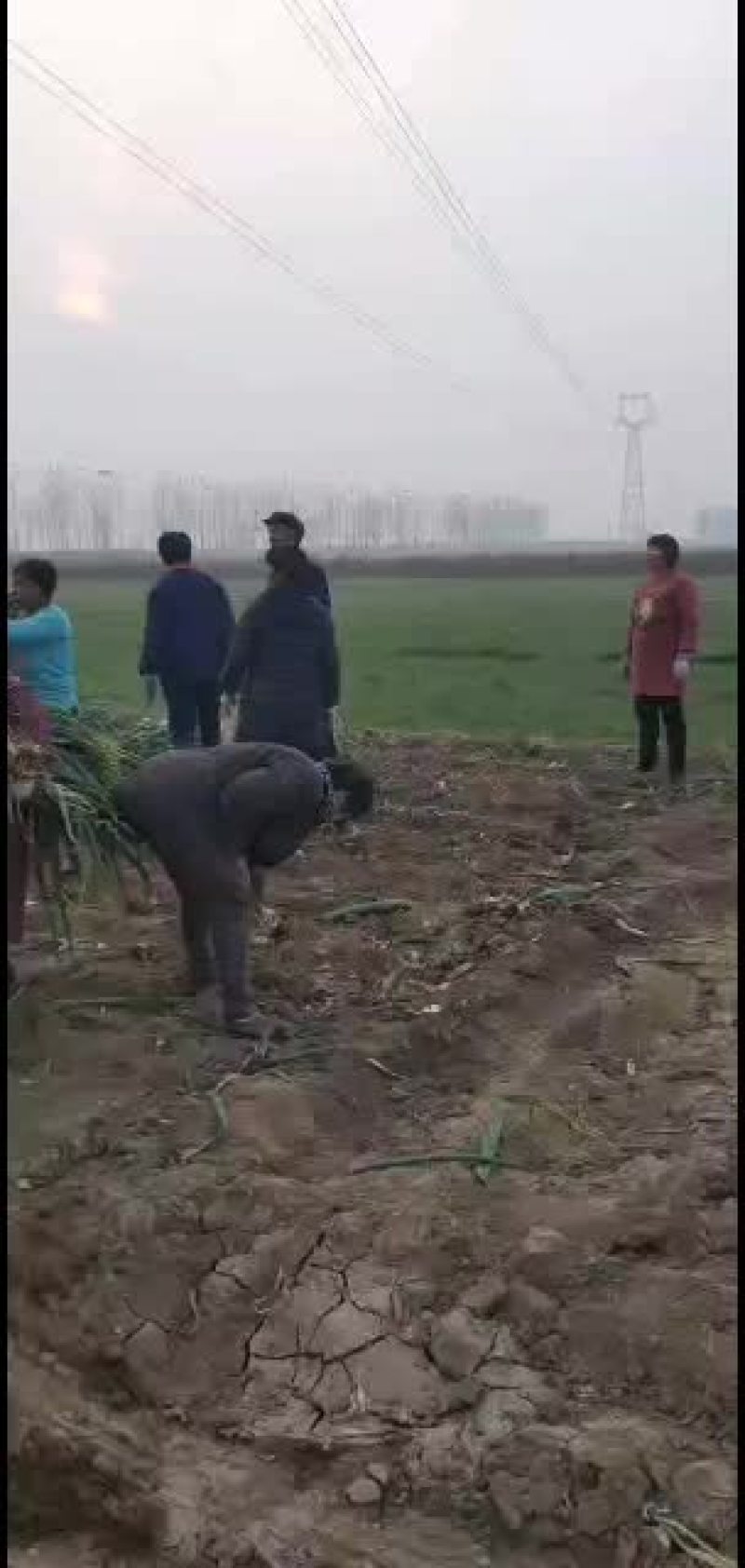 隆尧特色农产品鸡腿大葱