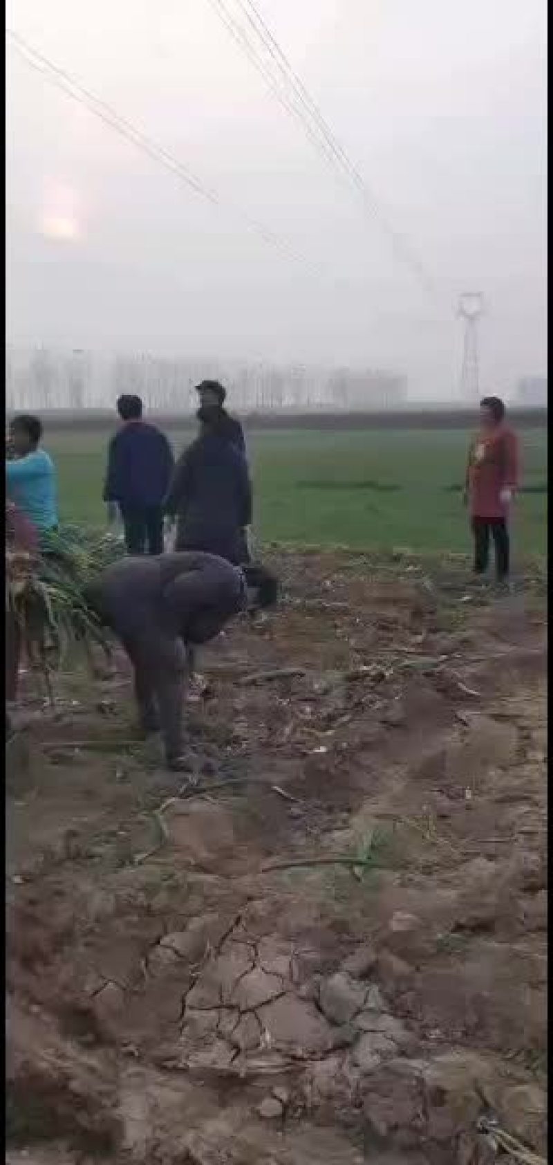 隆尧特色农产品鸡腿大葱