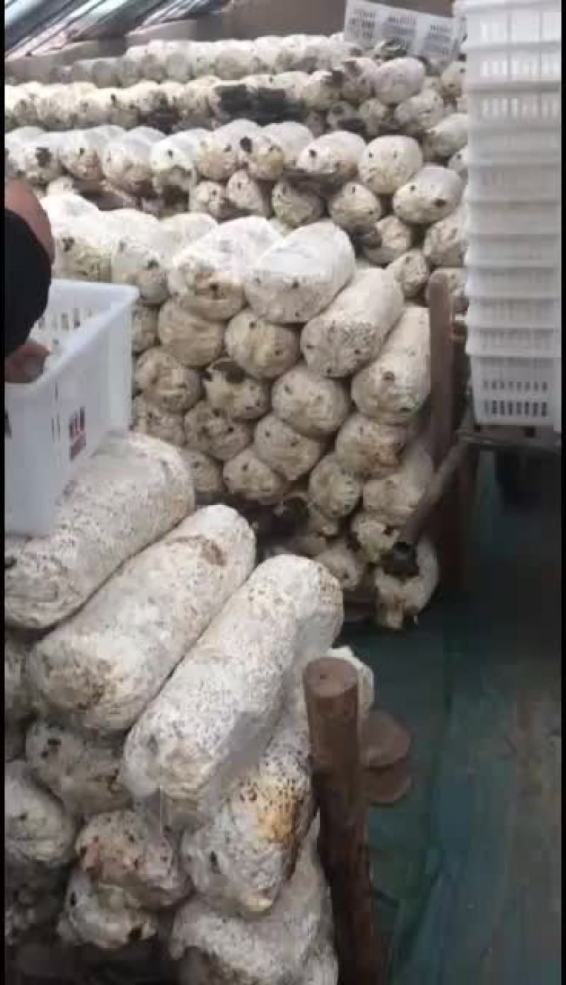 鲜平菇大量上市通货中叶精品质优价廉