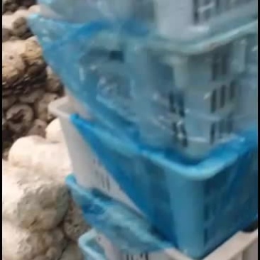 鲜平菇大量上市通货中叶精品质优价廉
