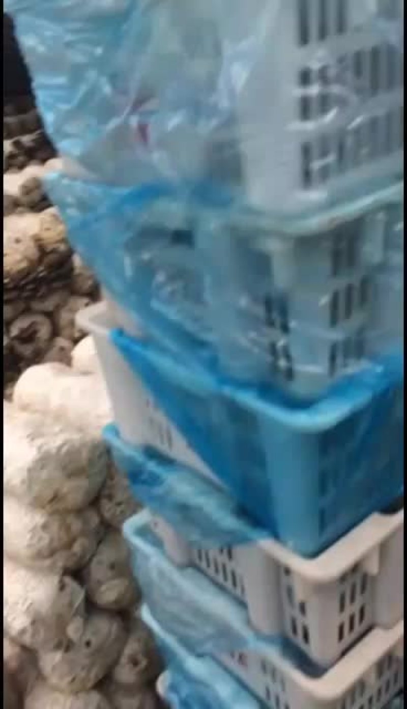 鲜平菇大量上市通货中叶精品质优价廉