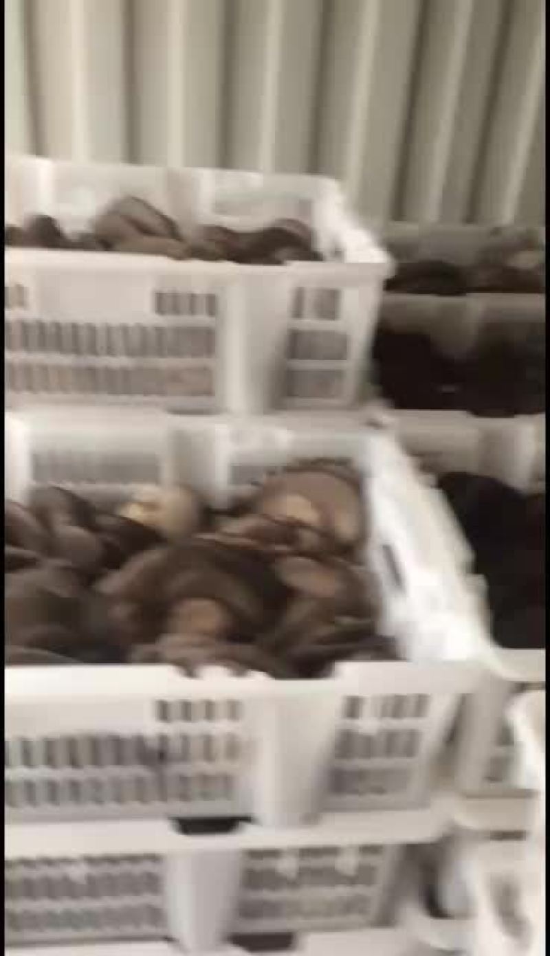 鲜平菇大量上市通货中叶精品质优价廉