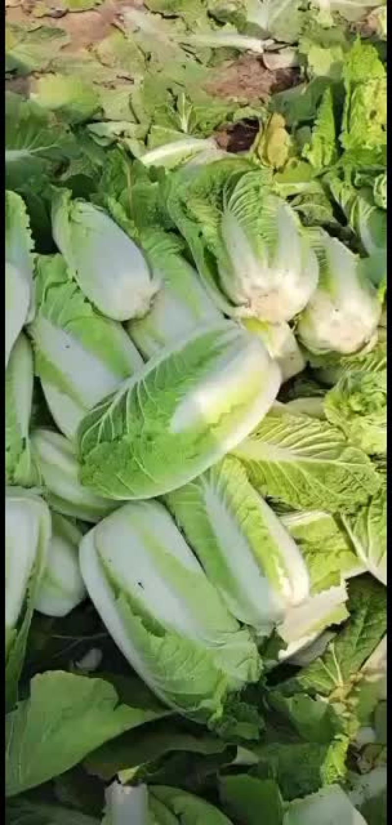 大娃娃菜，上车价5毛，买家自带打包袋子。