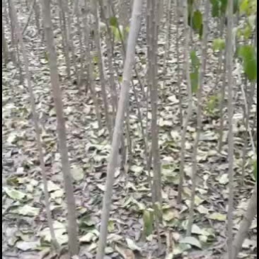 杜仲树苗，出售各种规格