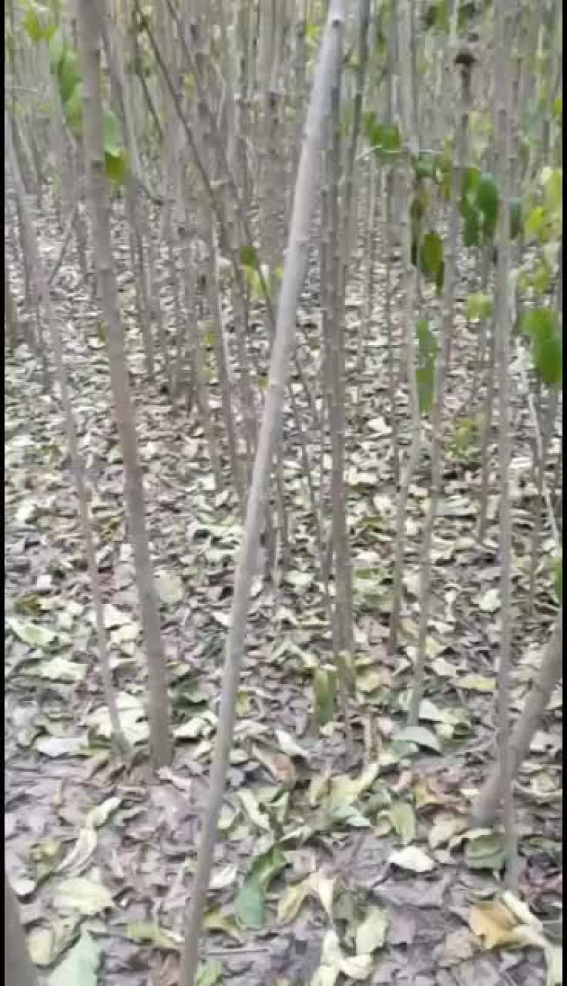 杜仲树苗，出售各种规格