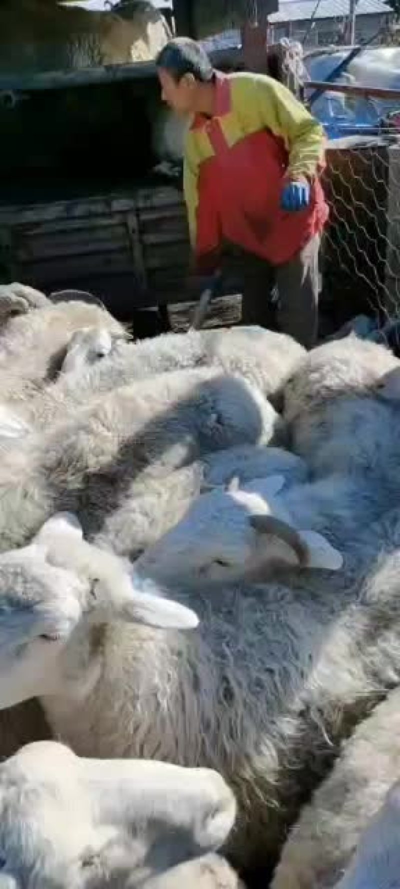 山西绵羊大量供货，基地直供视频看货，实地考察