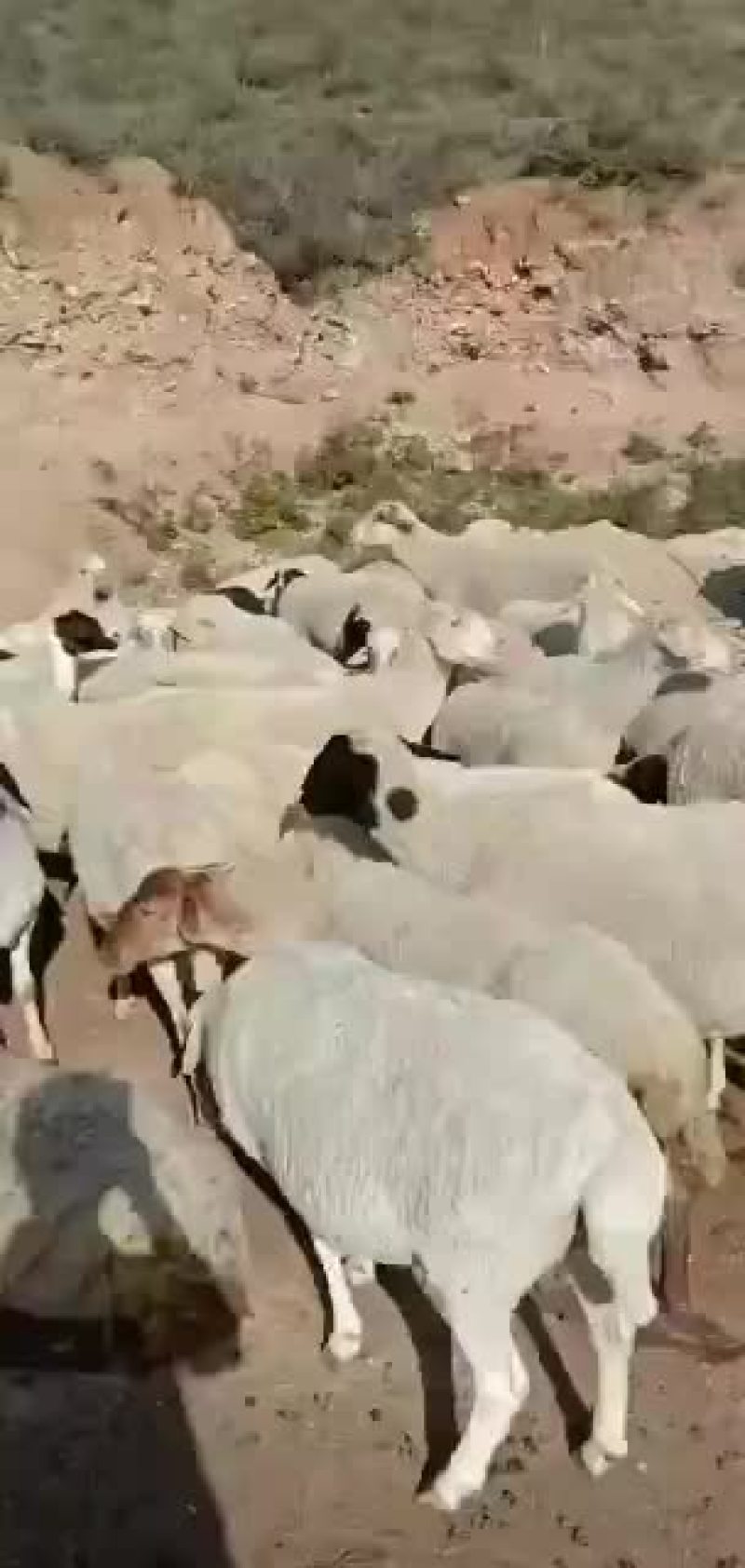 山西绵羊大量供货，基地直供视频看货，实地考察