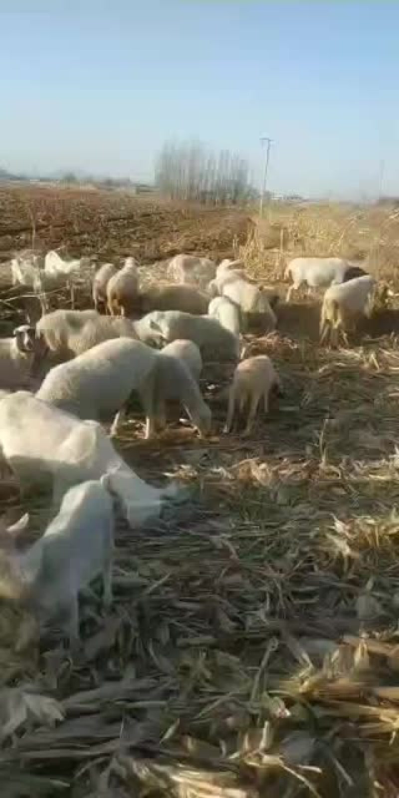 山西绵羊大量供货，基地直供视频看货，实地考察