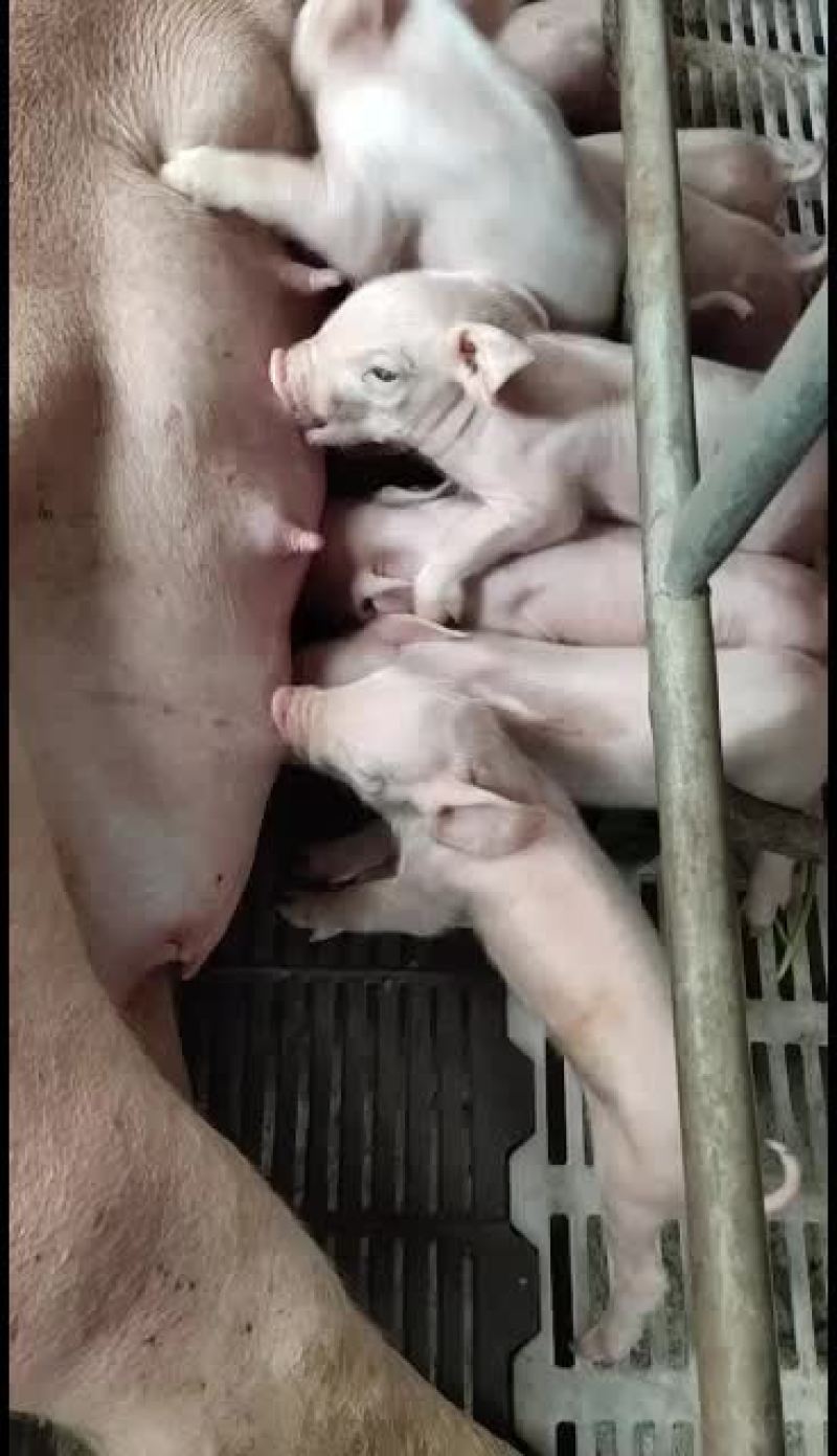 大量常年出售，二元回交小猪仔。