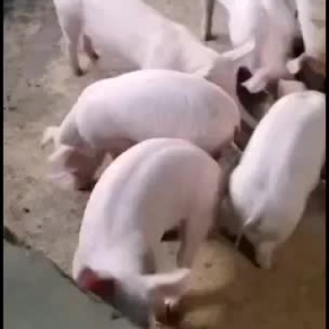 三元育肥猪二元小母猪