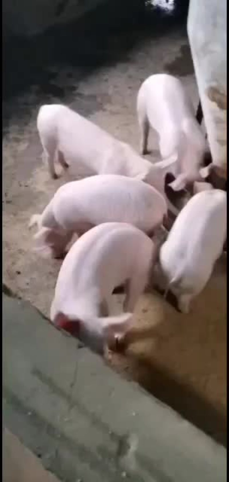 三元育肥猪二元小母猪