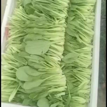 大量正宗铁杆鸡毛菜批发