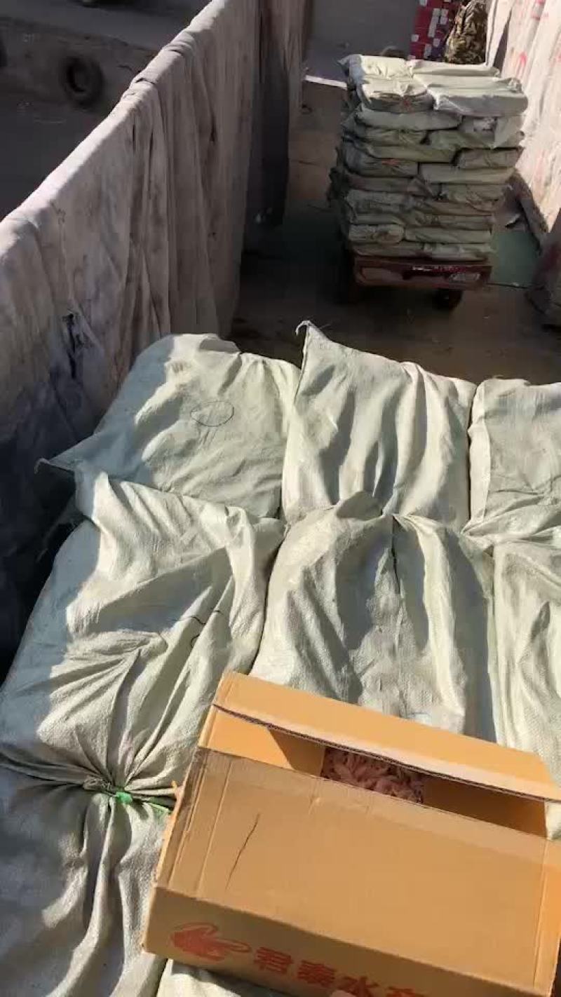 三去雷鱼价钱详谈，现货