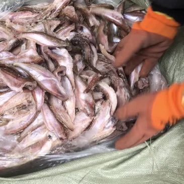 三去雷鱼价钱详谈，现货