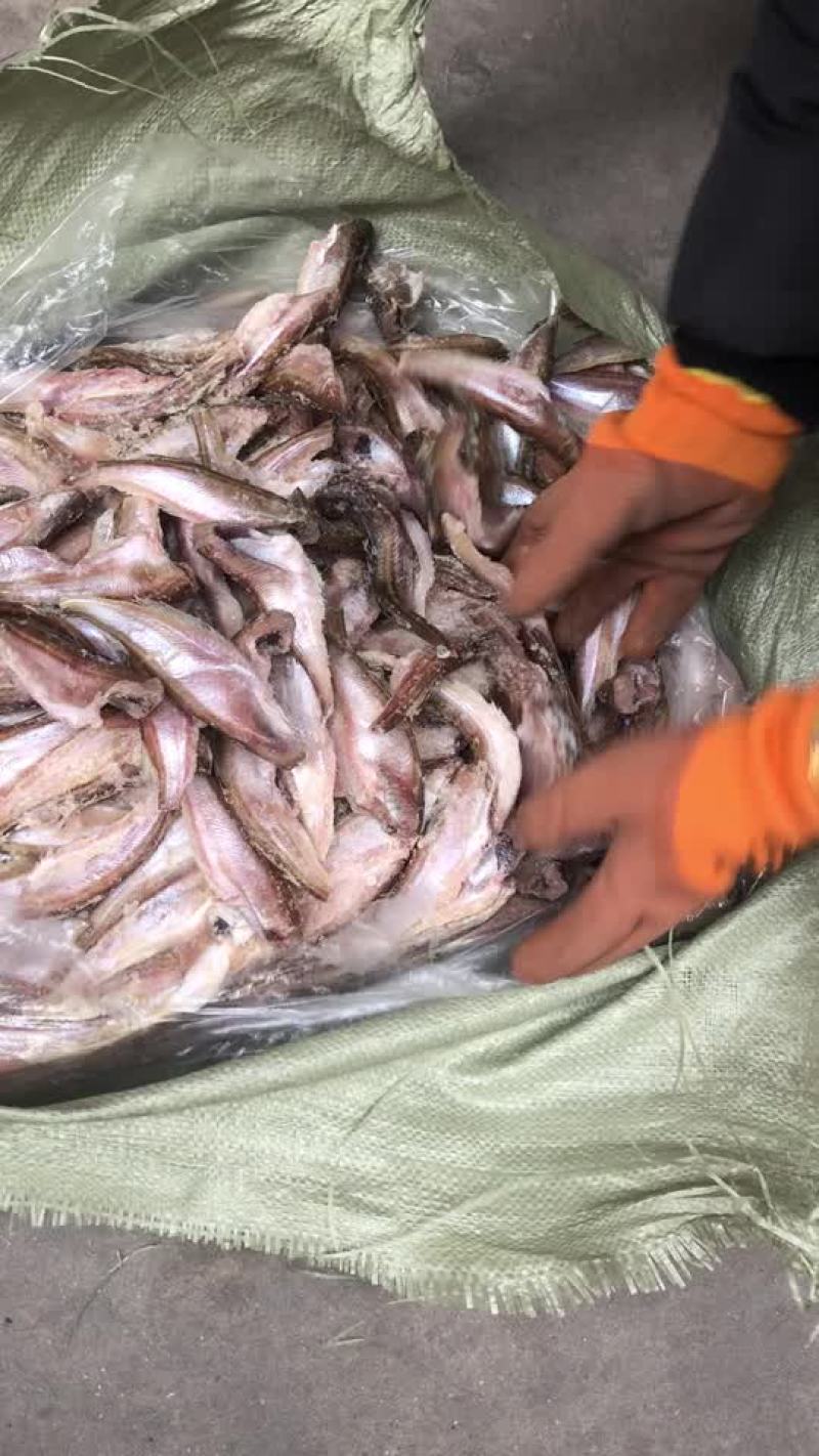 三去雷鱼价钱详谈，现货
