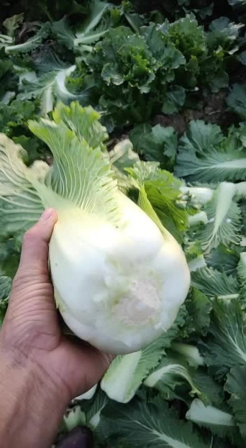 精品青口白，邵菜，二青
