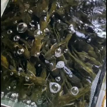 黄辣丁，黄鸭叫，黄骨鱼，黄颡鱼，送货上门