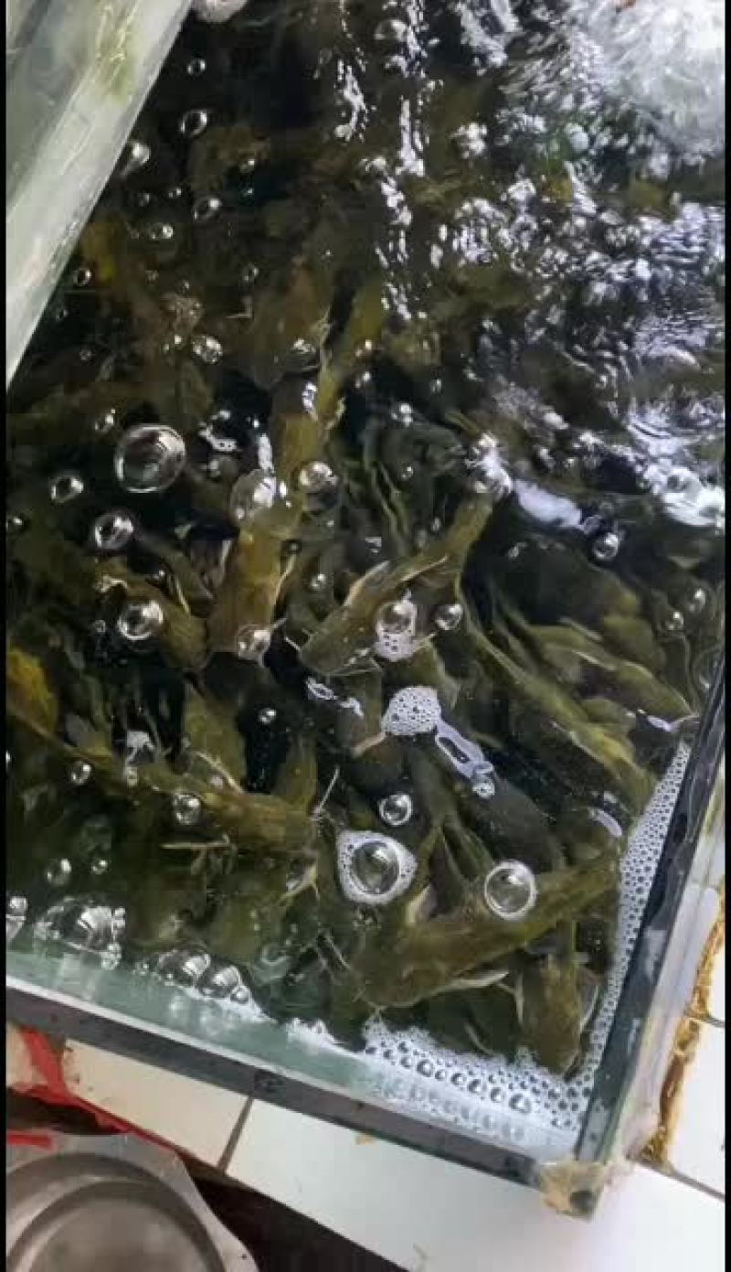 黄辣丁，黄鸭叫，黄骨鱼，黄颡鱼，送货上门