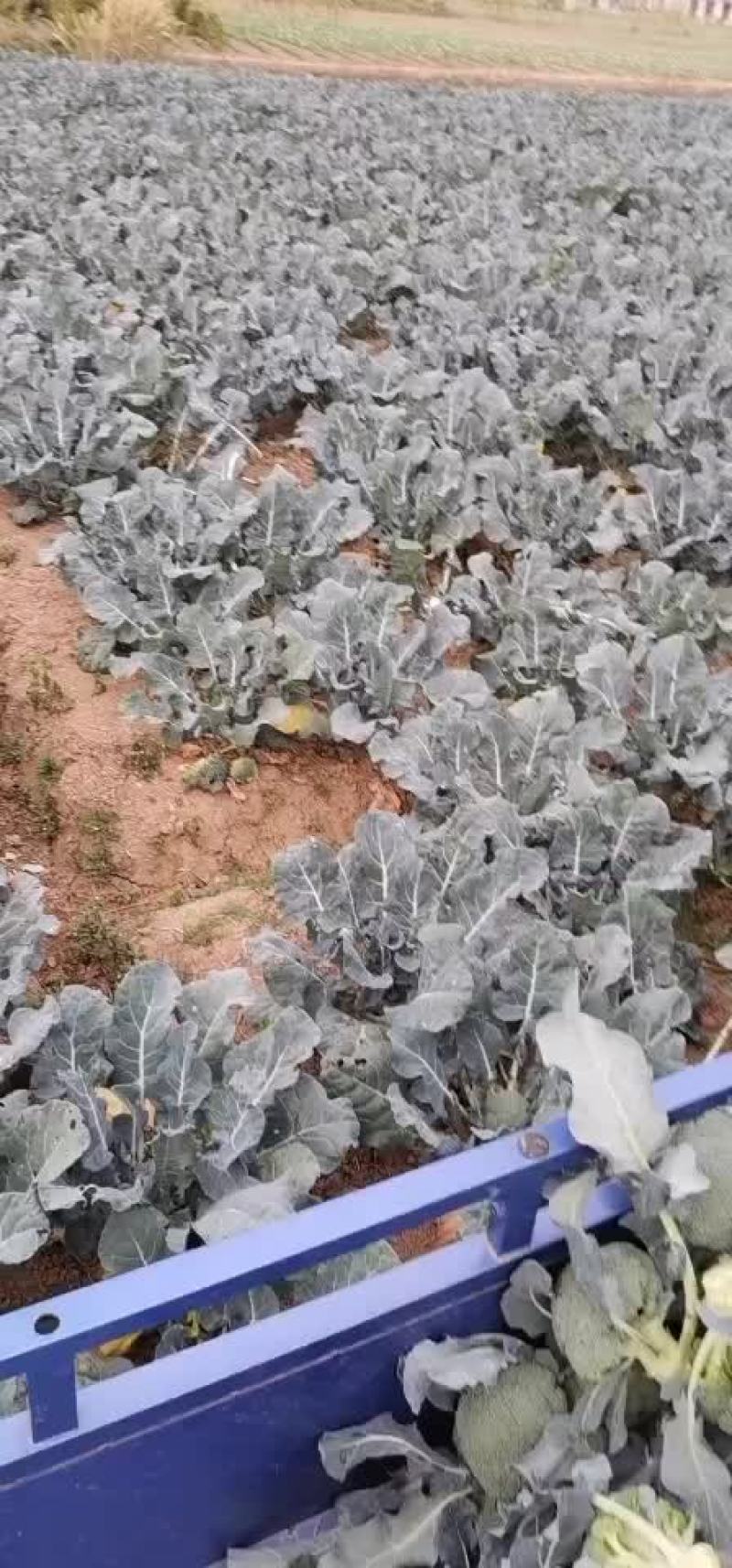 西蓝花耐寒优秀大量上市了