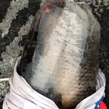 水库放养大鲤鱼批发，品质保证