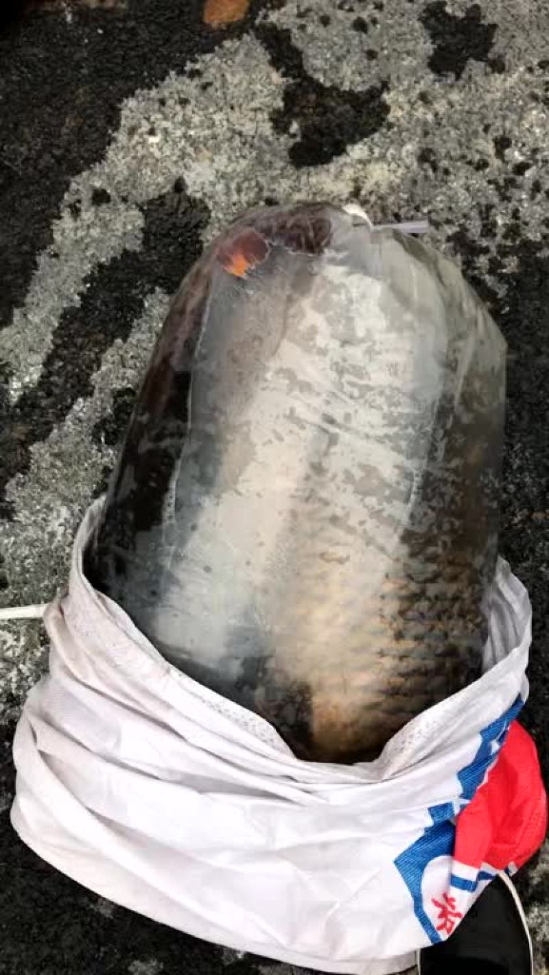 水库放养大鲤鱼批发，品质保证