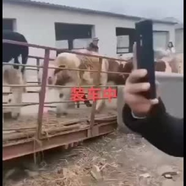 高产西门塔牛种牛肉牛新价格养殖技术养牛