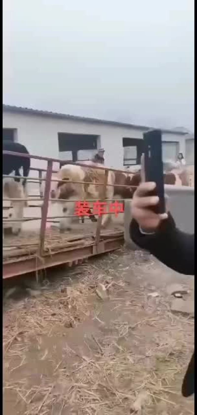 高产西门塔牛种牛肉牛新价格养殖技术养牛