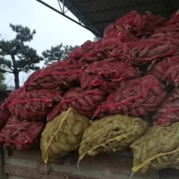 自产自销西瓜红红薯80亩