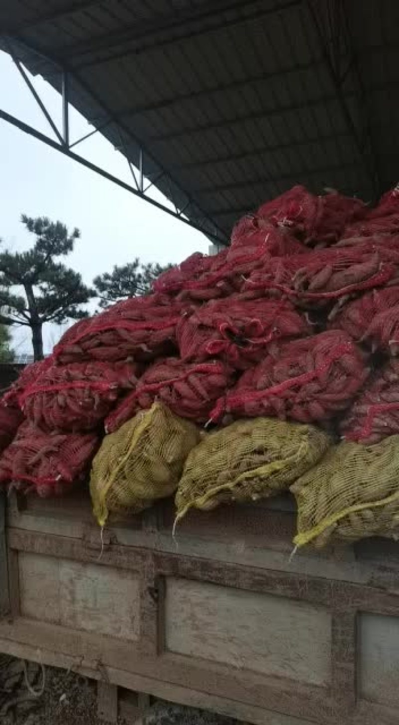 自产自销西瓜红红薯80亩