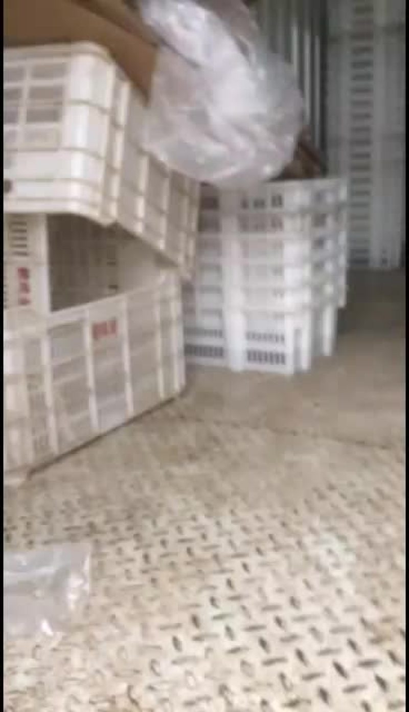鲜平菇大量上市通货中叶精品都有质优价廉