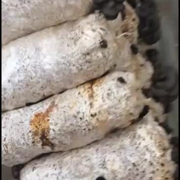 鲜平菇大量上市通货中叶精品都有质优价廉