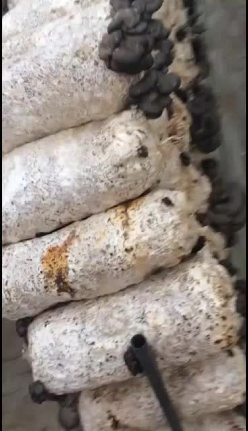 鲜平菇大量上市通货中叶精品都有质优价廉