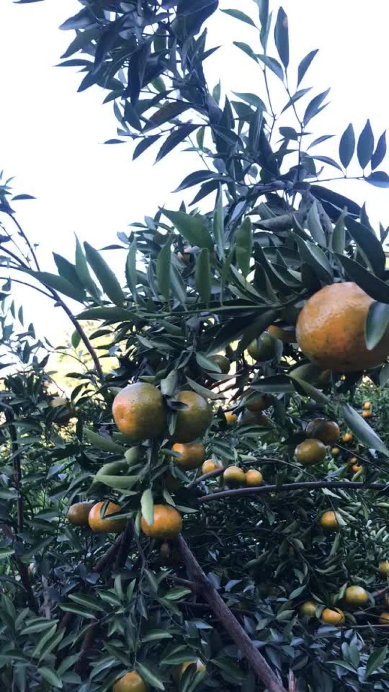 陈皮柑我们的新会柑品质好价格优惠