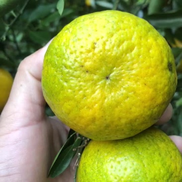茶枝柑我们的茶枝柑品质好价格优惠