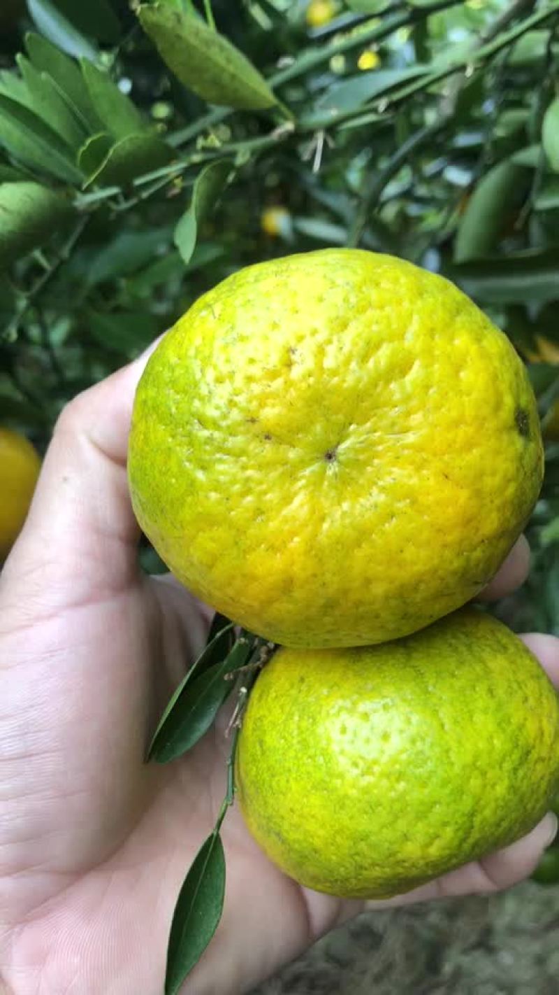 茶枝柑我们的茶枝柑品质好价格优惠